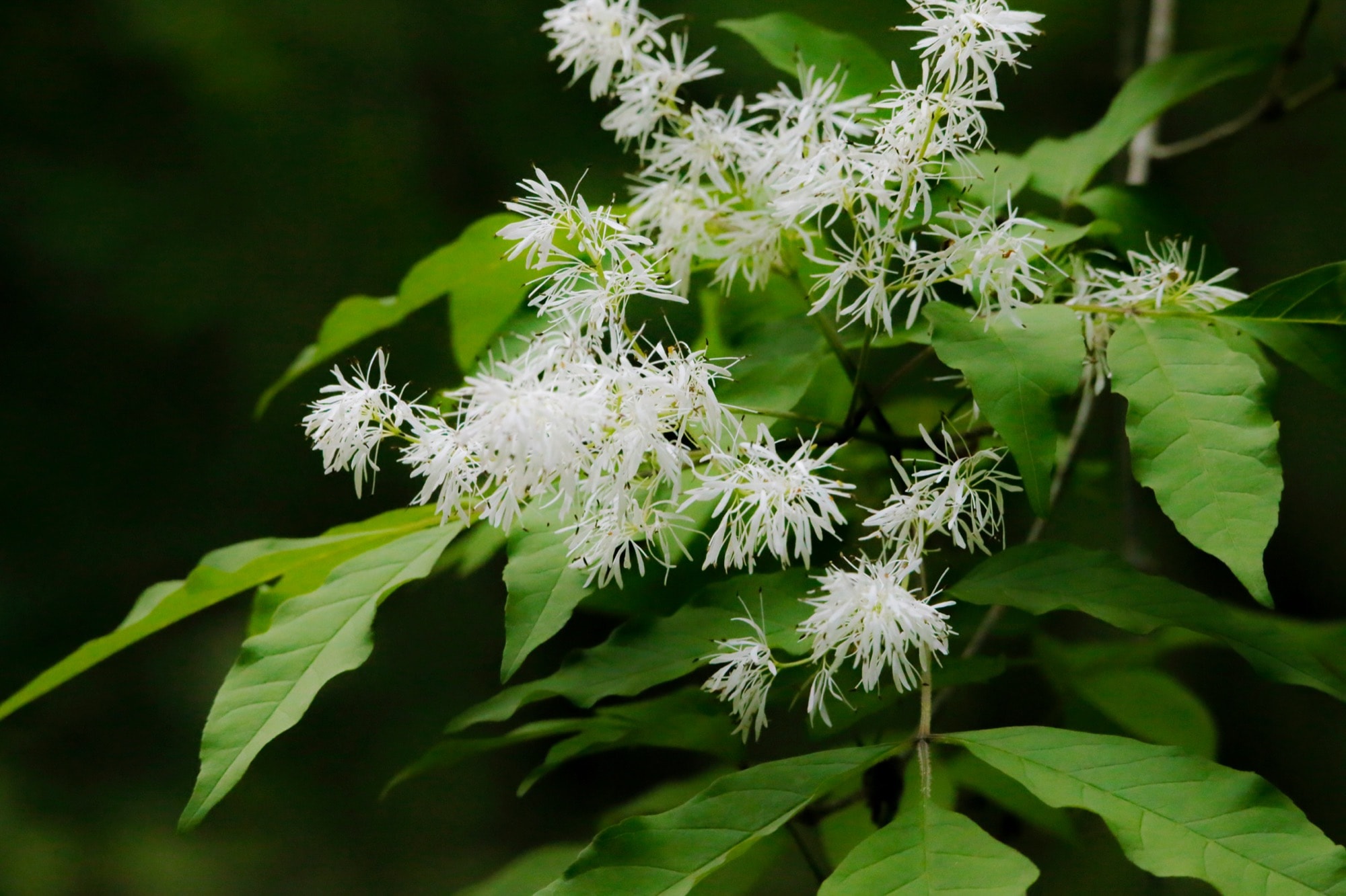 アオダモ イロハモミジ ホンコンエンシス 庭に植えるのにおすすめの植木3選 株式会社お庭のパートナー